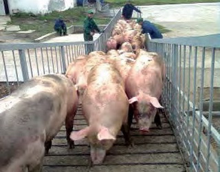 Як правильно переміщувати свиноматок